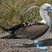 Blue-footed Booby